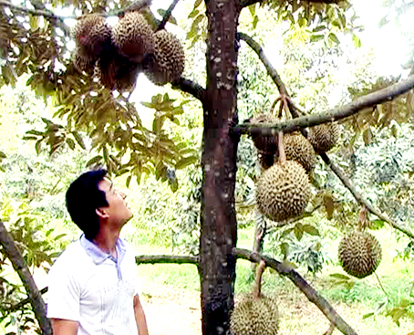 Sầu riêng cuối vụ giá vẫn cao