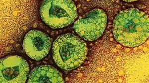 Corona virus.