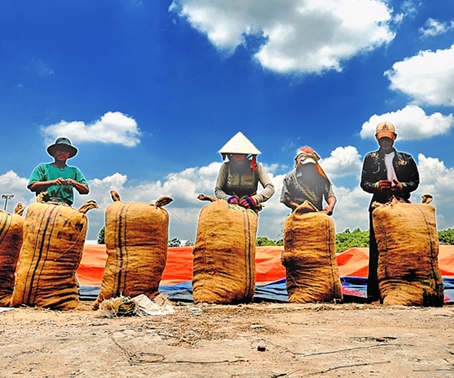 Nông dân huyện Xuân Lộc thu hoạch nông sản. Ảnh: T.L