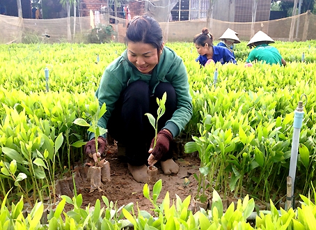 Nông dân ấp Quảng Biên, xã Quảng Tiến (huyện Trảng Bom) làm nghề ươm cây giống phục vụ trồng rừng.