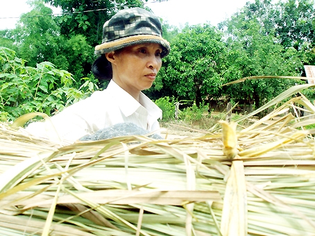 Chị Phạm Thị Nga bên bó tranh vừa gặt.