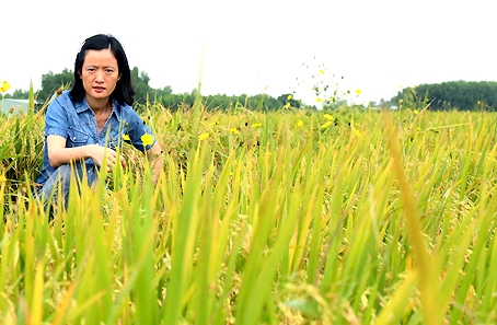 ThS. Trần Thị Phương Chi bên ruộng lúa sạch với bờ hoa vàng ở ấp Bình Lục, xã Tân Bình (huyện Vĩnh Cửu). Ảnh: Phúc Lộc