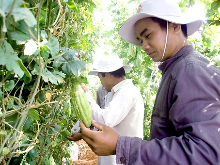 Nông dân tham quan các mô hình thực nghiệm rau, củ, quả tại Trung tâm ứng dụng công nghệ sinh học Đồng Nai.