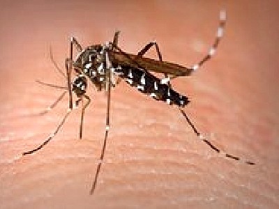 Dengue is transmitted by several species of mosquito