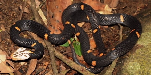 New viper species discovered in Vietnam