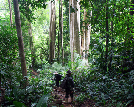 Việc thực hiện hai dự án thủy điện Đồng Nai 6 và 6A sẽ làm mất vĩnh viễn 327,23ha đất rừng; trong đó đặc biệt có 128,37ha đất ở khu vực Cát Lộc thuộc vùng lõi Vườn Quốc gia Cát Tiên