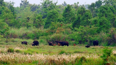 Gaurs wandering in the Cat Tien National Park