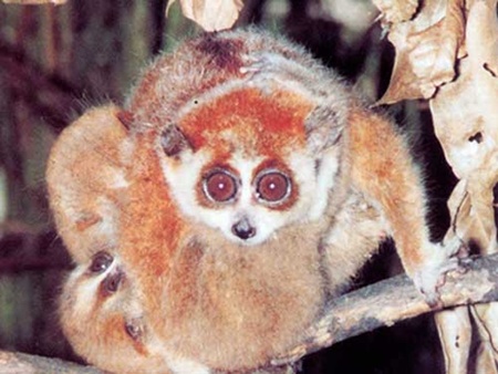 The Cat Tien National Park received two lorises that are listed in Viet Nam's Red Book on Sunday.