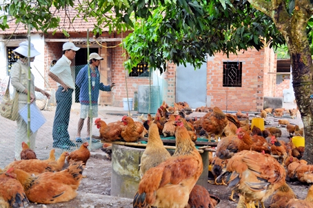 Gà Tam Hoàng tăng giá, người chăn nuôi đã có lãi