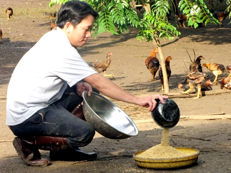 Anh Phan Văn Điệp, ấp 7 (xã Bình Sơn) đang cho đàn gà ta ăn.