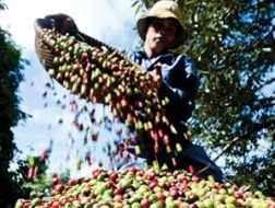 Cà phê đang có xu hướng giảm giá