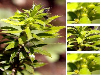 Vietnamese scientists have discovered 46 medicinal plant species and remedies that may be able to replace endangered wildlife products used to cure diseases