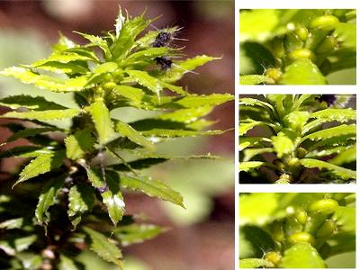 Scientists find new plant cures to save rare animals