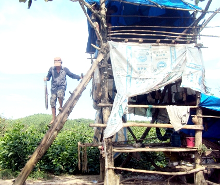 Chòi canh được dựng trên cao để voi không tấn công.