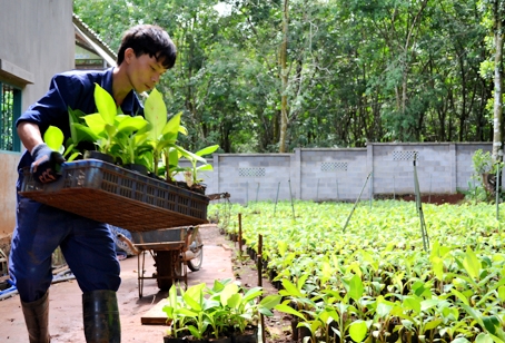 Công nhân Công ty cổ phần công nghệ sinh học Xanh Việt ở TX. Long Khánh nhân giống chuối bằng phương pháp nuôi cấy mô.