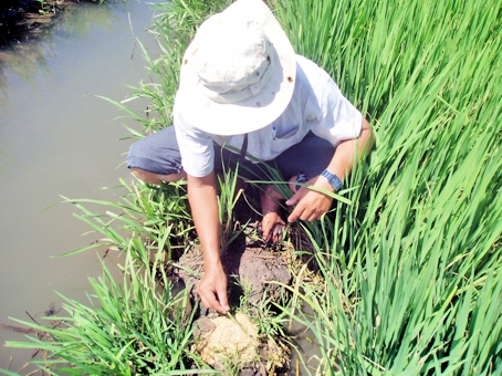 Nông dân dùng lưới, bả, điện để diệt chuột suốt đêm.