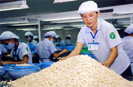 Cashews being processed for export in the southern province of Binh Phuoc. The cashew industry has achieved a year-on-year increase of 17 per cent in export volume of 238,000 tonnes of cashews and 10.1 per cent increase in value to $1.48 billion