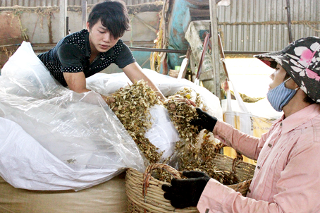 Sản xuất cây bắp tươi làm thức ăn chăn nuôi xuất qua Nhật Bản tại Công ty TNHH Bình Phú, xã Xuân Tây (huyện Cẩm Mỹ).