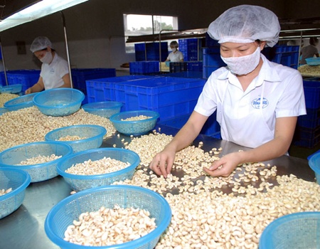 Workers process cashew nuts at the Dong Nai Food and Agricultural Product Processing & Import Export Co. Despite the strong growth in recent years, the cashew industry is facing many challenges, including a fall in area, threatening its development. 