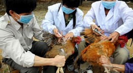 Health Ministry launches action plan against avian flu