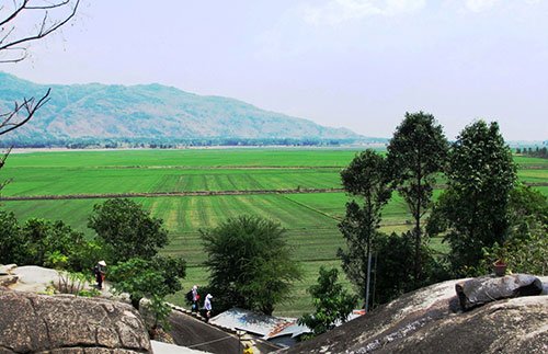 A rice field seen from Thuy Dai Son in An Giang Province