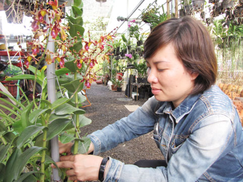 Phần lớn các nhà vườn trồng lan không còn hàng bán Tết