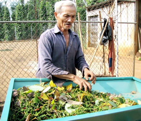 Nông dân xã Bảo Bình, huyện Cẩm Mỹ sơ chế tiêu.