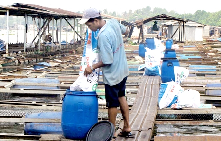 Nuôi cá bè tại làng bè trên sông Cái thuộc phường Thống Nhất, TP.Biên Hòa.