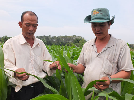 Ông Sàn Ngọc Thành (trái) trao đổi kinh nghiệm với nông dân trong việc trồng cây bắp vụ đông - xuân.   