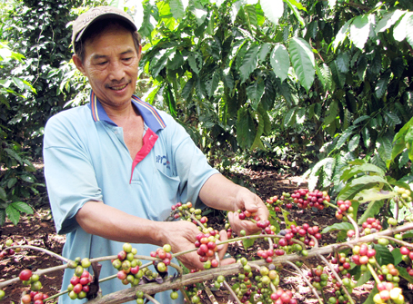 Thu hoạch cà phê tại xã Cây Gáo (huyện Trảng Bom).