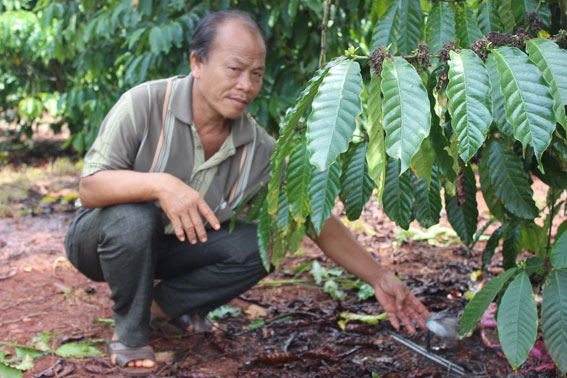 Nông dân xã Xuân Tâm (huyện Xuân Lộc) lắp đặt tưới tiết kiệm cho vườn cà phê.