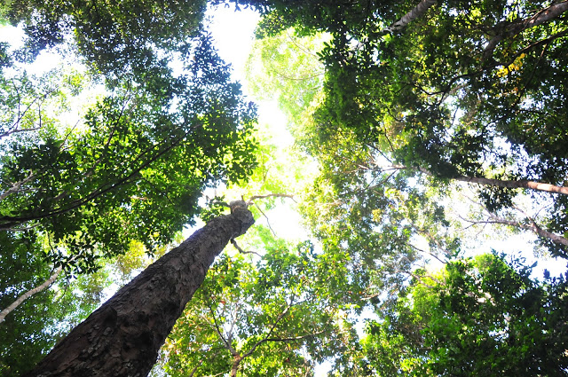 280 hectares of forest to be grown