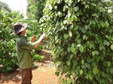 Người trồng tiêu huyện Thống Nhất phấn khởi trước vụ tiêu vừa được mùa, được giá