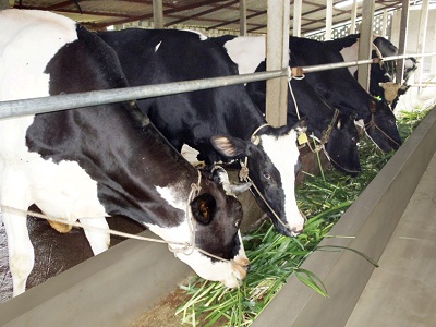 Breeding cows presented to poor families in Thong Nhat