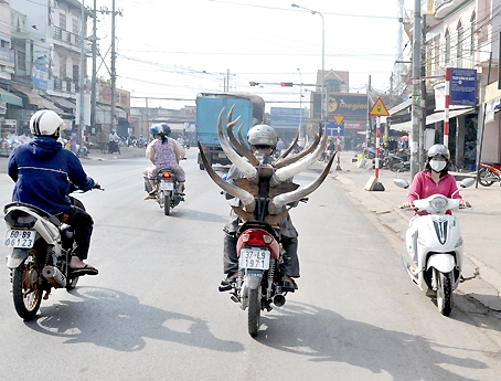 Bán sừng thú lưu động trên đường 767, xã Bắc Sơn (huyện Trảng Bom).