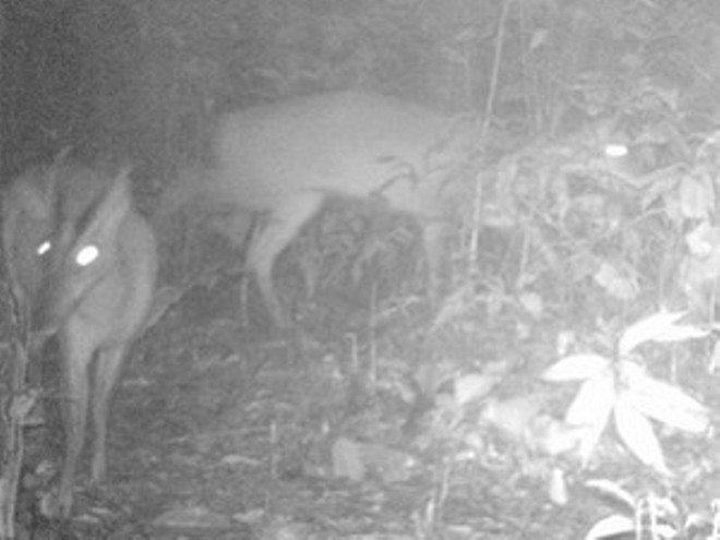 The image of the rare muntjac species that was believed to be extinct 84 years ago, was discovered unexpectedly in the forest of Thanh Hoa province.