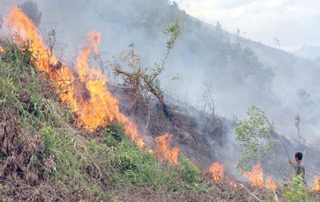 Urgent measures taken to prevent forest fires