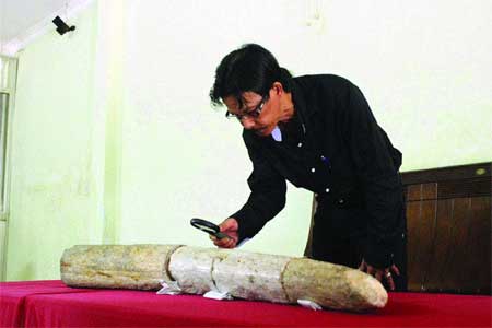 Priceless artifact: Nguyen Truong Son studies his precious elephant tusk fossil. The 4-piece tusk is 1.26m long and weighs 24kg. The fossil is priceless due to its artistic and historical value.