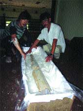 Ancient fossil: According to the Viet Nam Institute of Archaeology, the tusk is over 21,000 years old.