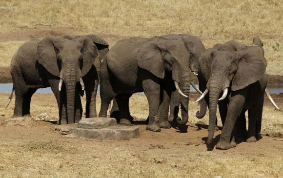 Elephants can gauge threat from human voices, study finds