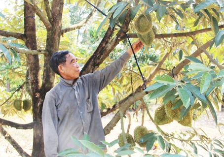 Nhiều vườn cây ăn trái đang cho thu hoạch của người dân nằm trên đất rừng.