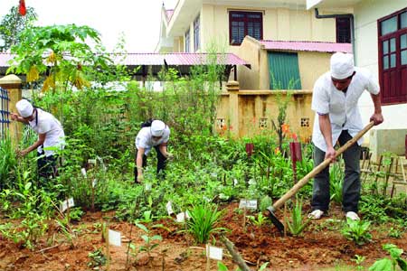 Caretakers: Staff of the health care station in Muong Muon Commune, Muong Cha District in Dien Bien Province tend their medicinal herb garden. 