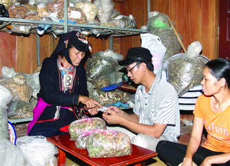 Guidance: Herbalist Trieu Thi Hoa shows a patient how to use Vietnamese medicinal herbs. Ba Vi Commune on the outskirts of Ha Noi is famous for processing these herbs:locals have collected 363 different varieties. 