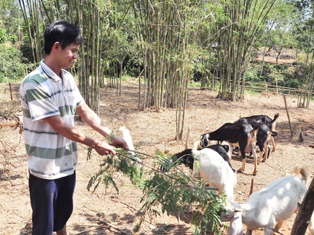 Anh Trần Quốc Thắng cho bầy dê ăn trong bãi chăn thả. Ảnh: Đ.Tùng