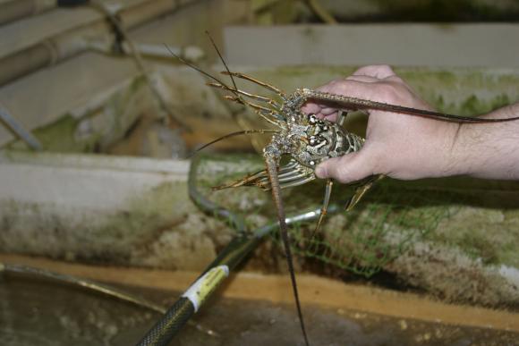 Researcher Yuriy V. Bobkov of the UF Whitney Laboratory for Marine Bioscience holds a Florida spiny lobster in the laboratory in San Augustine, Florida, in this undated handout photo obtained by Reuters on March 17, 2014. 