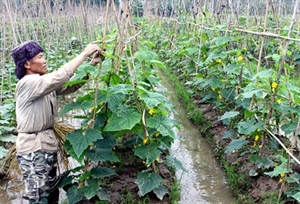 A farmer tends to his cucumber crop in Nhan Nghia Commune, Ha Nam Province