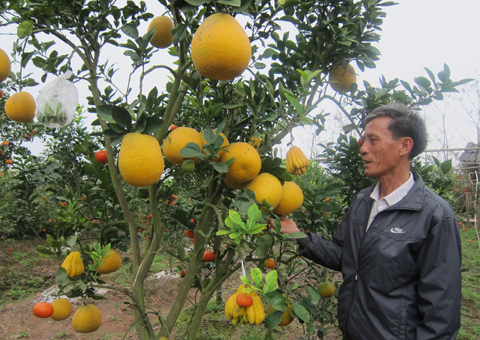 Hanoi farmer creates multi-fruit bearing tree