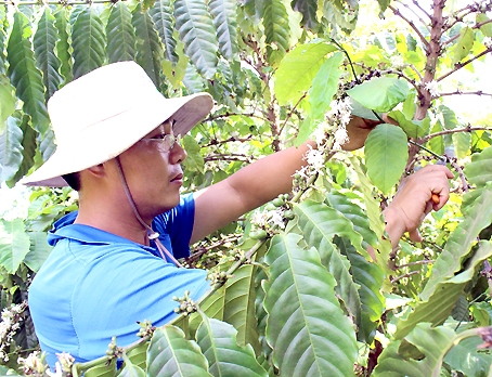 Trung tâm Ứng dụng công nghệ sinh học Đồng Nai đã xây dựng được vùng nguyên liệu rộng trên 7 hécta để cung cấp cho sản xuất cà phê chồn.