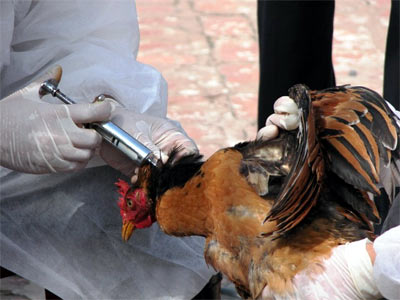 Bird flu awareness campaign unveiled