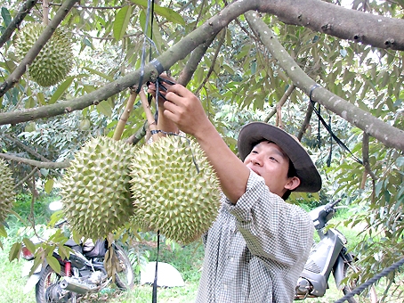  Giống sầu riêng Dona của Đồng Nai được thị trường Mỹ ưa chuộng và đặt hàng với số lượng lớn.